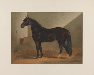 Henry Stull - Messenger Duroc.webp