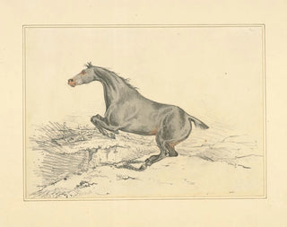 Springendes Pferd - Henry Thomas Alken — Ansicht des Kunstwerks