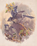Les Blue Jays - Henry Walker Herrick — Ansicht des Kunstwerks