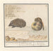 Igel Erinaceus europaeus und eine Muscardine Muscardinus avellanarius 1 yser vercken 2 - Anselmus Botius de Boodt — Ansicht des Kunstwerks