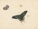Drei Schmetterlinge und eine Wespe oder Fliege - Herman Henstenburgh — Ansicht des Kunstwerks