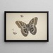 Ein großer brauner Schmetterling, zwei kleine und ein Insekt - Herman Henstenburgh — gerahmtes Bild an der Wand