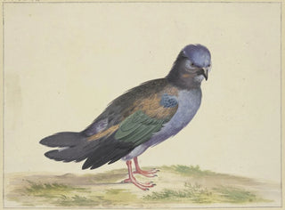 Herman Henstenburgh - Eine blaue Taube mit grnen und schwarzen Flgeln.webp