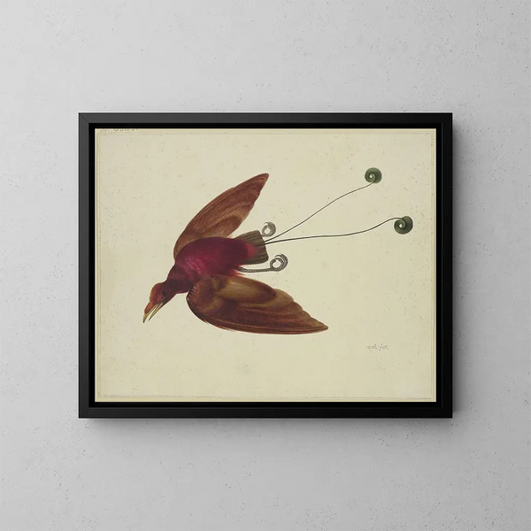 Vogel der Paradies im Flug - Herman Henstenburgh — gerahmtes Bild an der Wand