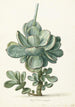 Pflanze Sukkulente Cotyledon orbiculata - Herman Saftleven — Ansicht des Kunstwerks
