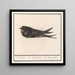 Hirondelle rustique, Hirundo rustica - Anselmus Botius de Boodt — gerahmtes Bild an der Wand