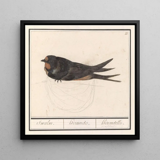 Hirondelle rustique, Hirundo rustica - Anselmus Botius de Boodt
