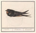 Hirondelle rustique, Hirundo rustica - Anselmus Botius de Boodt — Ansicht des Kunstwerks