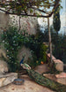 Terrasse mit Pfau, die Alhambra - Hugo Birger — Ansicht des Kunstwerks