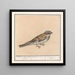 Haussperling Passer domesticus - Anselmus Botius de Boodt — gerahmtes Bild an der Wand