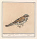 Haussperling Passer domesticus - Anselmus Botius de Boodt — Ansicht des Kunstwerks