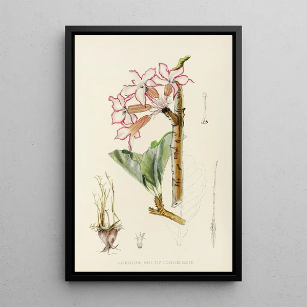 Illtyd Buller PoleEvans - Adenium Multiflorum.webp
