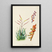 Aloe globuligemma - Illtyd Buller Pole-Evans — gerahmtes Bild an der Wand