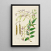 Bolusanthus speciosus - Illtyd Buller Pole-Evans — gerahmtes Bild an der Wand