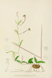 Ceropegia rendallii - Illtyd Buller Pole-Evans — Ansicht des Kunstwerks