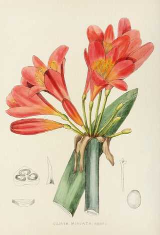 Illtyd Buller PoleEvans - Clivia Miniata.webp