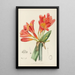 Clivia miniata - Illtyd Buller Pole-Evans — gerahmtes Bild an der Wand