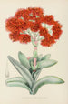 Crassula falcata - Illtyd Buller Pole-Evans — gerahmtes Bild an der Wand