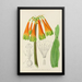 Cyrtanthus obliquus - Illtyd Buller Pole-Evans — gerahmtes Bild an der Wand
