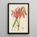 Cyrtanthus sanguineus - Illtyd Buller Pole-Evans — gerahmtes Bild an der Wand
