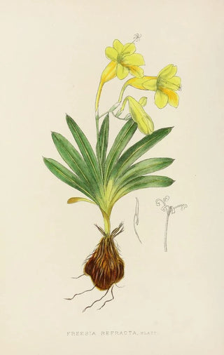 Illtyd Buller PoleEvans - Freesia Refracta.webp