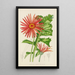 Gerbera jamesoni - Illtyd Buller Pole-Evans — gerahmtes Bild an der Wand