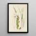 Gladiolus rehmanni - Illtyd Buller Pole-Evans — gerahmtes Bild an der Wand