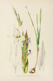 Gladiolus rehmanni - Illtyd Buller Pole-Evans — Ansicht des Kunstwerks