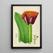 Haemanthus natalensis - Illtyd Buller Pole-Evans — gerahmtes Bild an der Wand