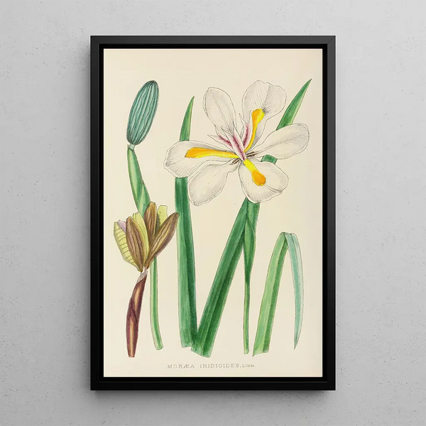 Illtyd Buller PoleEvans - Moraea Iridioides.webp
