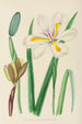 Moraea iridioides - Illtyd Buller Pole-Evans — Ansicht des Kunstwerks