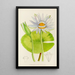 Nymphaea stellata - Illtyd Buller Pole-Evans — gerahmtes Bild an der Wand