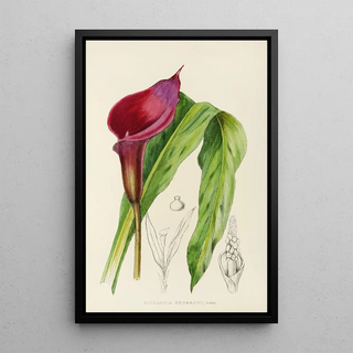 Illtyd Buller PoleEvans - Richardia Rehmanni.webp