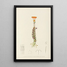 Senecio Stapeliaeformis - Illtyd Buller Pole-Evans — gerahmtes Bild an der Wand