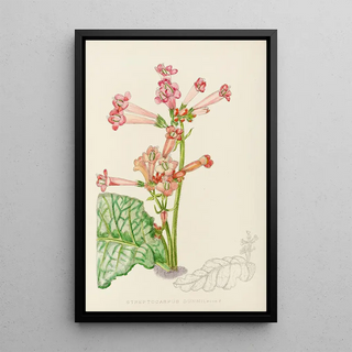 Illtyd Buller PoleEvans - Streptocarpus Dunnii.webp