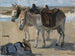 Zwei Esel - Isaac Israëls — Ansicht des Kunstwerks
