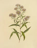 Aster mit langen Blättern - Isaac Sprague — Ansicht des Kunstwerks