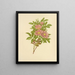 Rose des marais - Isaac Sprague — gerahmtes Bild an der Wand