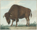 Bison - Isaac van Haastert — Ansicht des Kunstwerks