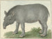 Tapir - Isaac van Haastert — Ansicht des Kunstwerks
