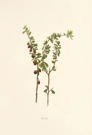 Isabella McHutcheson Sinclair - Aeae.webp