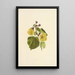 Hau - Isabella McHutcheson Sinclair — gerahmtes Bild an der Wand