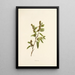 Hialoa - Isabella McHutcheson Sinclair — gerahmtes Bild an der Wand