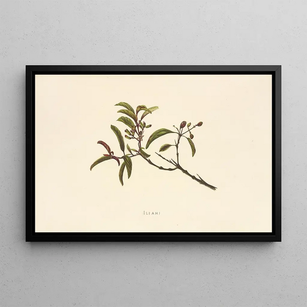 Iliahi - Isabella McHutcheson Sinclair — gerahmtes Bild an der Wand