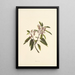 Kauila - Isabella McHutcheson Sinclair — gerahmtes Bild an der Wand