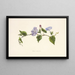 KoaliAwahia - Isabella McHutcheson Sinclair — gerahmtes Bild an der Wand