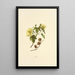 Mao - Isabella McHutcheson Sinclair — gerahmtes Bild an der Wand
