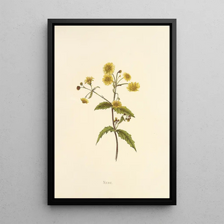 Isabella McHutcheson Sinclair - Nehe.webp