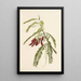 Ohai - Isabella McHutcheson Sinclair — gerahmtes Bild an der Wand