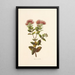 OhiaLehua - Isabella McHutcheson Sinclair — gerahmtes Bild an der Wand